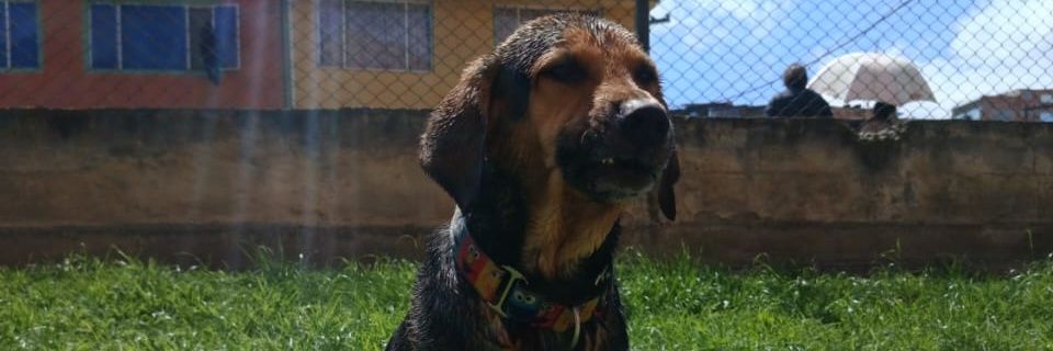 GANOTILLO's profile banner image