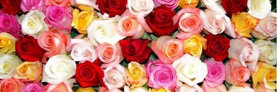 Elenitabr's profile banner image