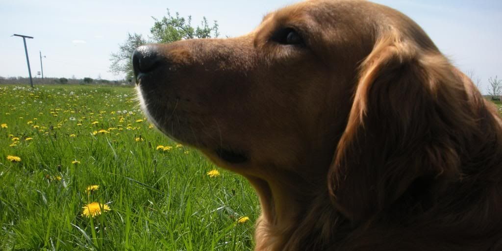 David_Montross's profile banner image