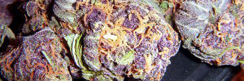 CANNAthlete's profile banner image