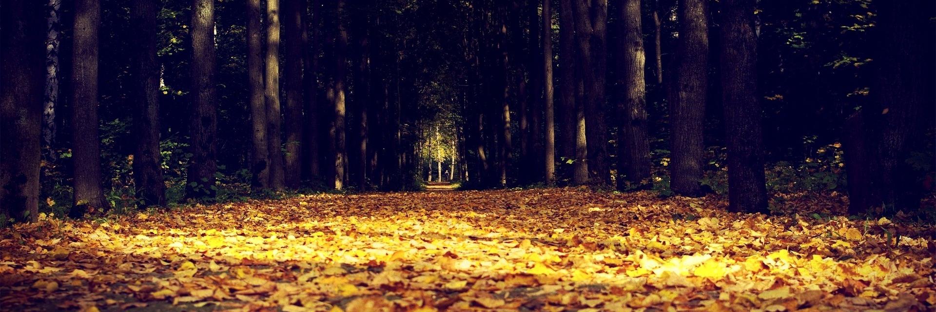 ecottyy's profile banner image