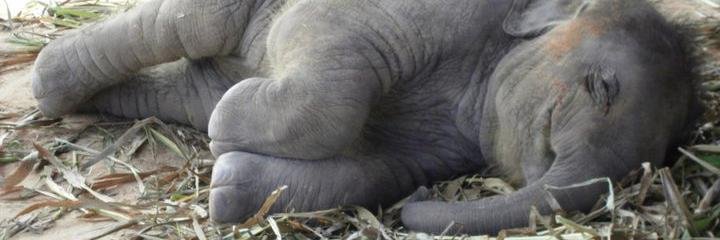 A4Elephants's profile banner image