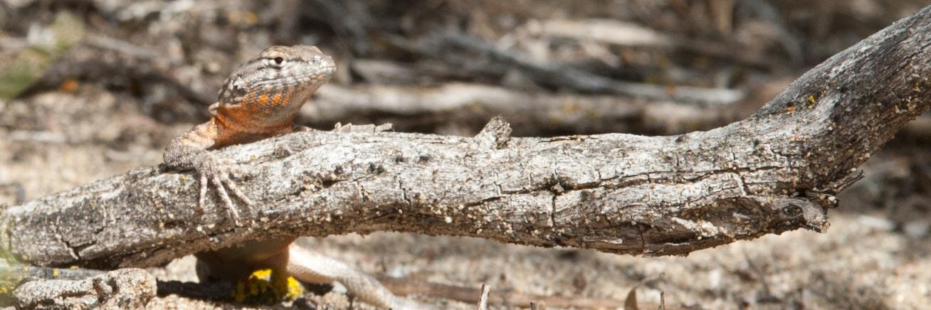4Reptiles's profile banner image