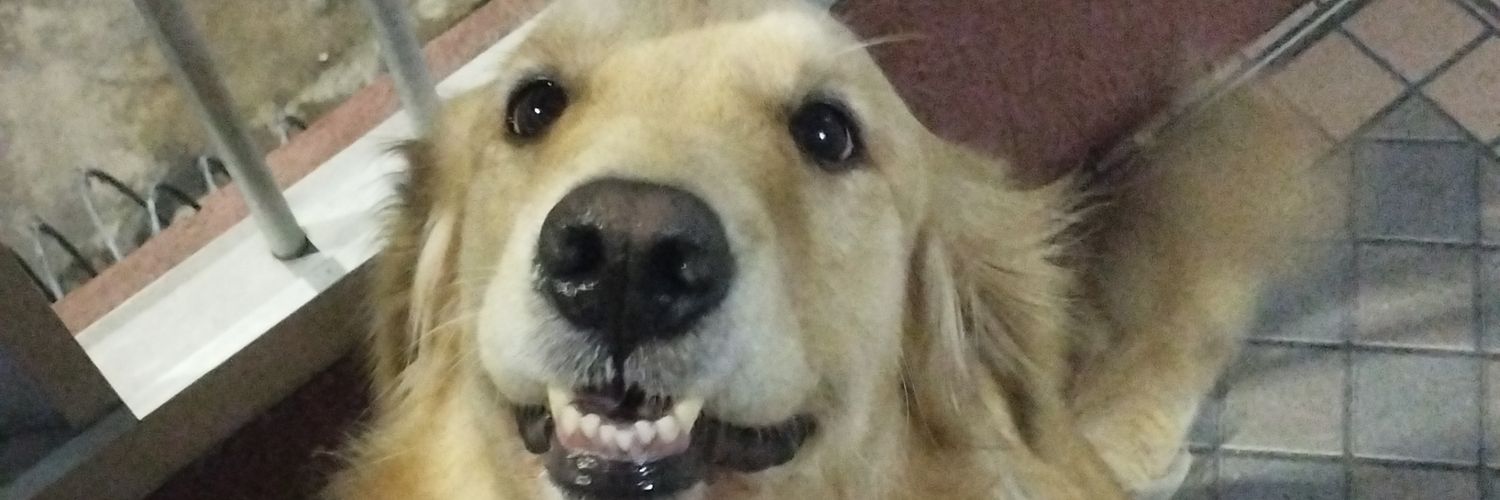 _pdrofelipe's profile banner image