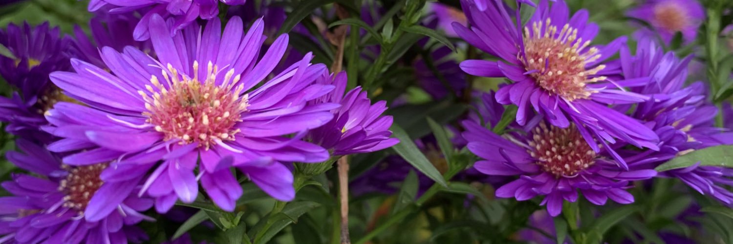 rosemarygriff's profile banner image