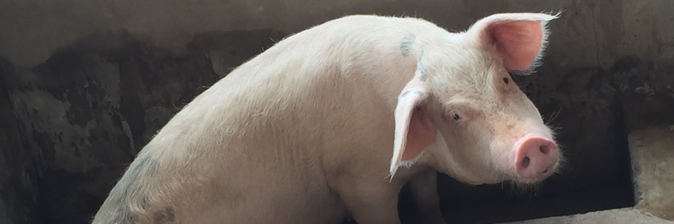 Tilly's Farm banner