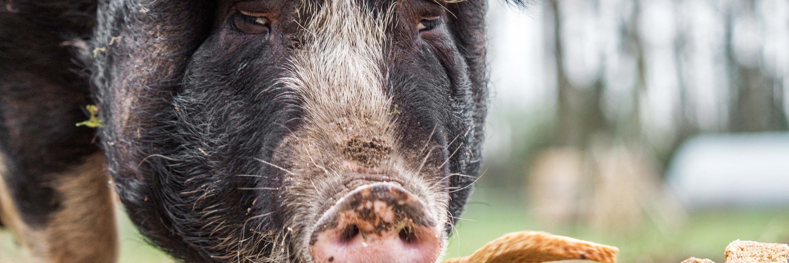 Kees Scheepens banner