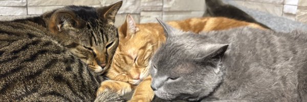 Purp1eKey Profile Banner