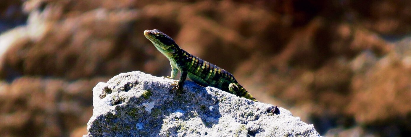 Charmaine Moore banner