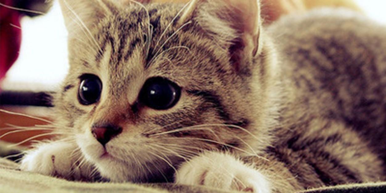 andreea jigarov banner