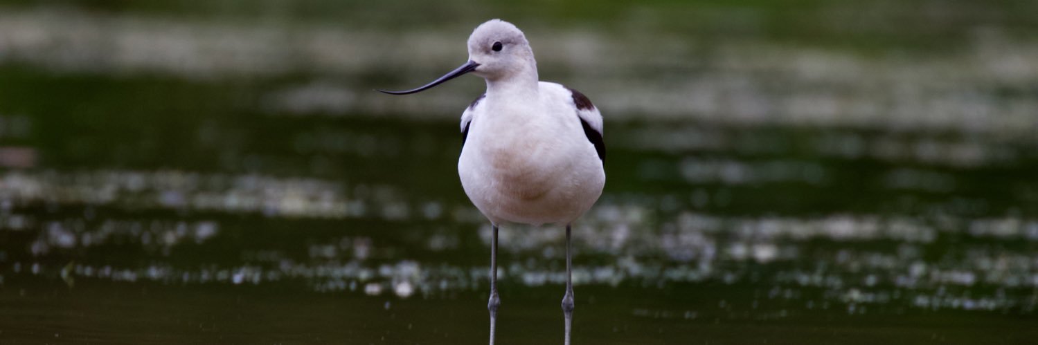 Jordan E. Rutter, M.Sc. banner