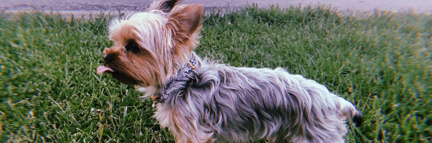 Kimsnepp13's profile banner image