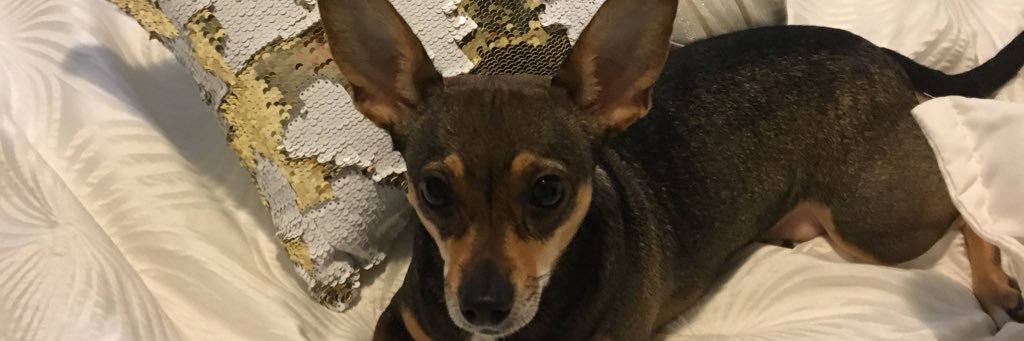 Fawncy_'s profile banner image