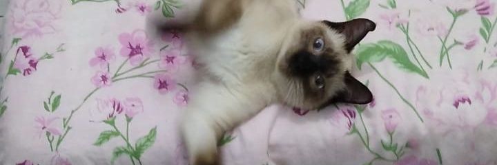 stegerber's profile banner image