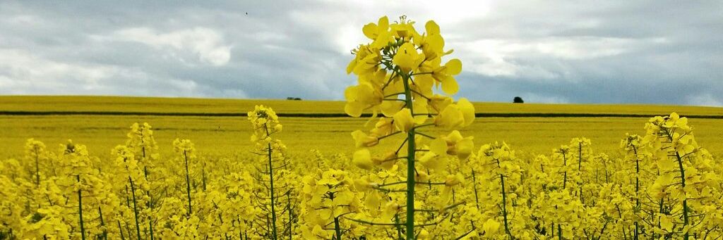AgricPolicy's profile banner image