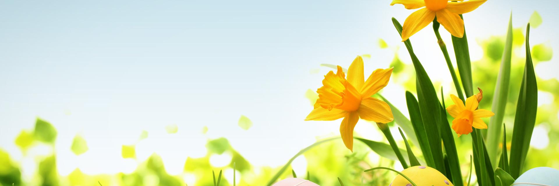 aucc_ca's profile banner image