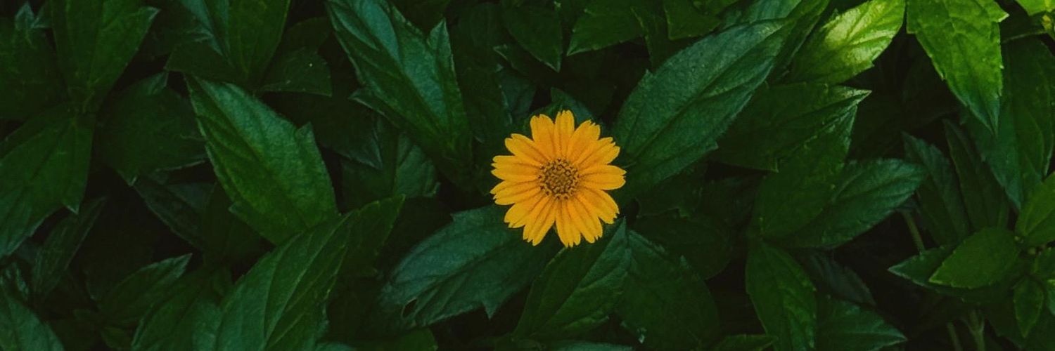 SabihaSarah's profile banner image