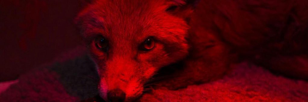 meltsanal's profile banner image