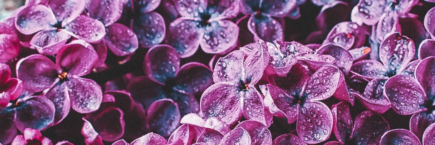 CurlyParsley's profile banner image