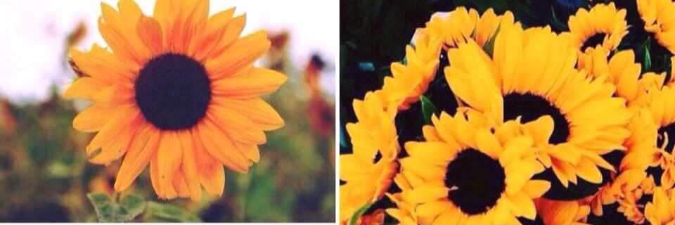 JaniceBarrios_'s profile banner image