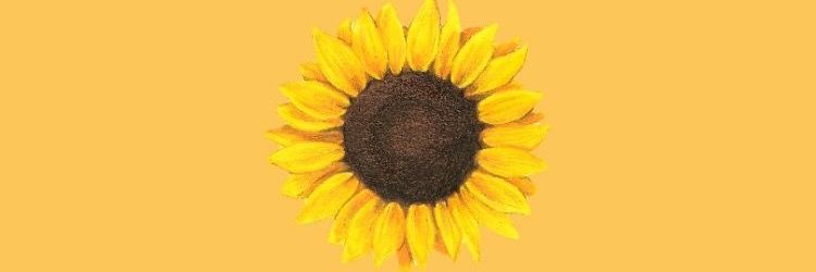 Violetdelafe's profile banner image