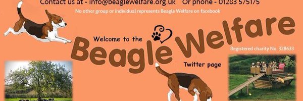 Beagle Welfare Profile Banner