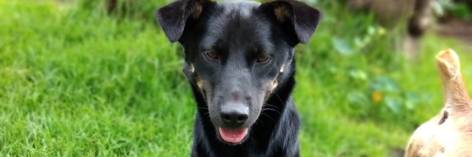RESCATESYADOPCI's profile banner image