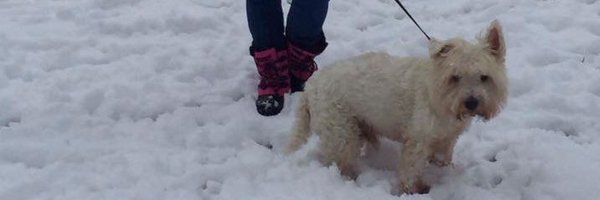 dottie_ic Profile Banner