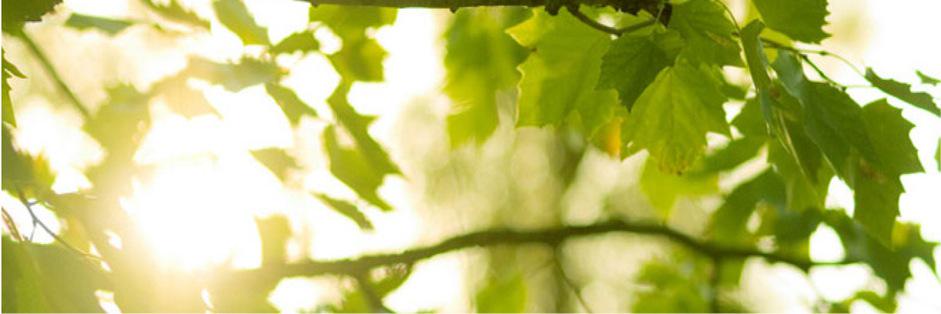 Kingdom Landscapes banner