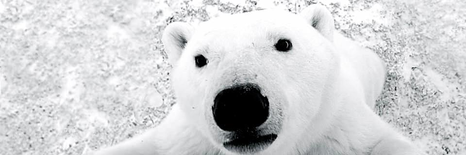 FuzzyBeare's profile banner image