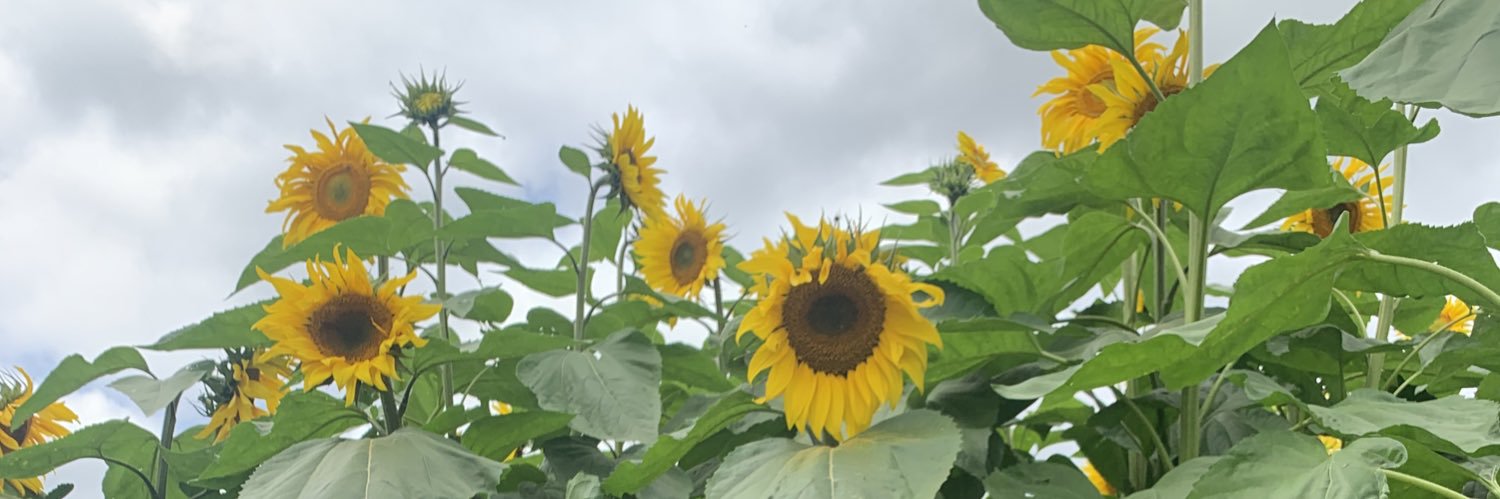 ChloeFieldd's profile banner image