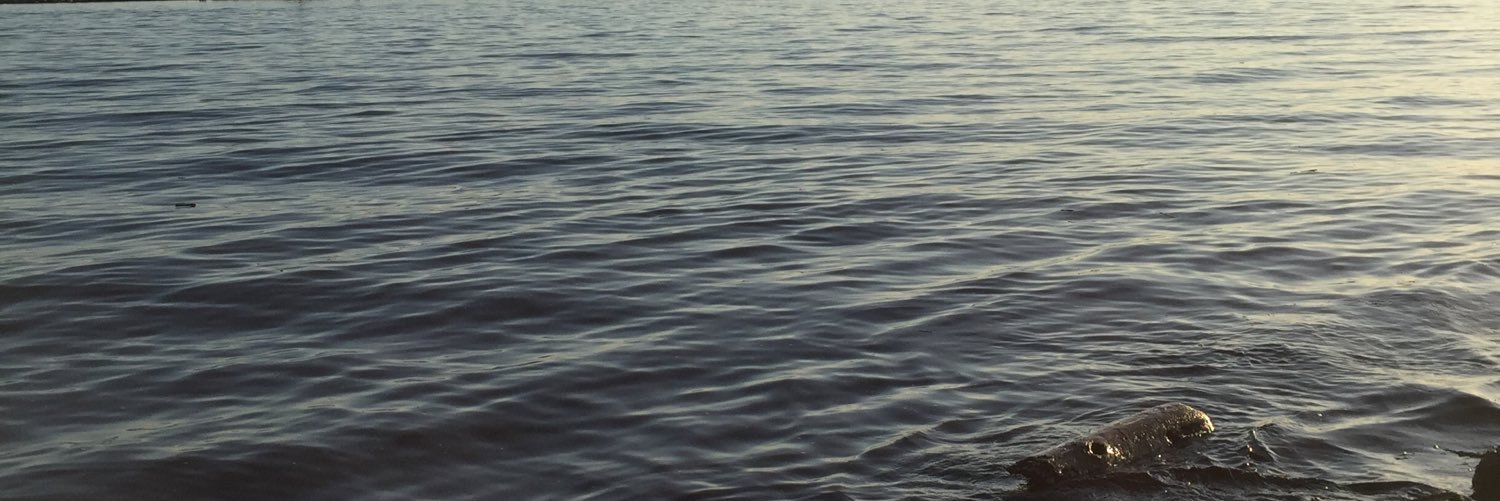 SanyYvr's profile banner image