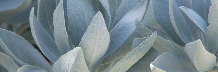 Deborah Leftridge banner