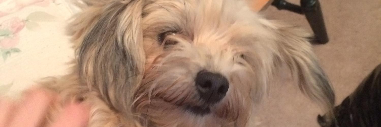 mydickhaha's profile banner image