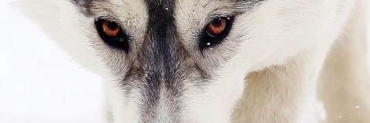 Gabo_Burton's profile banner image