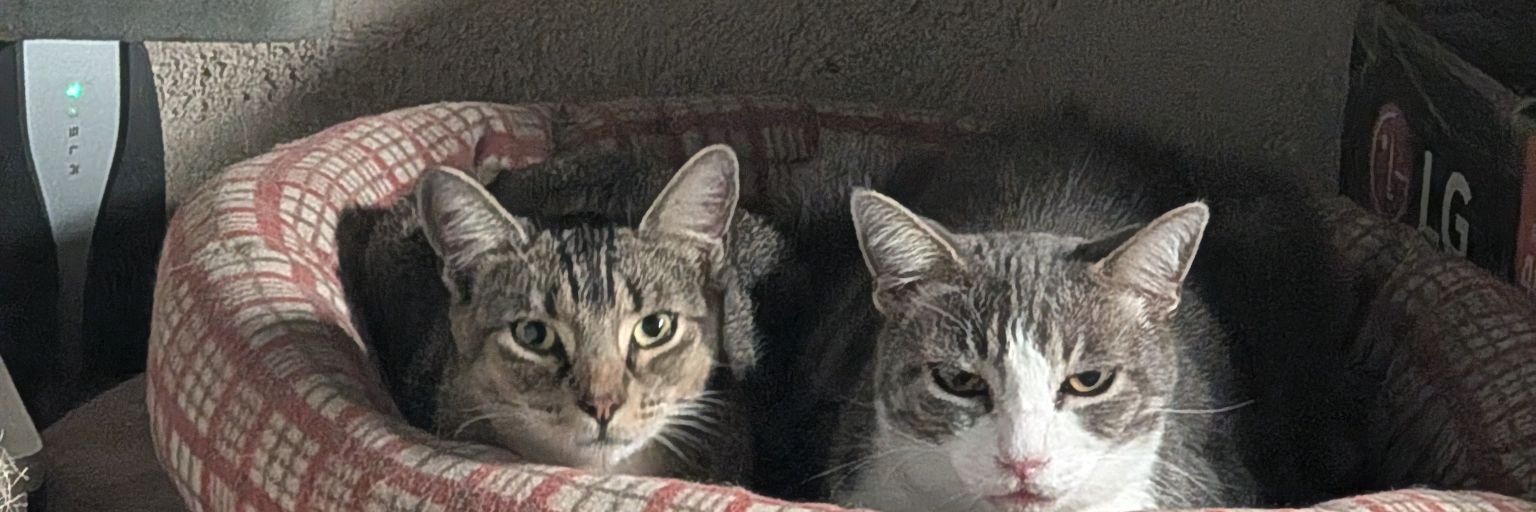 cattyk1t banner