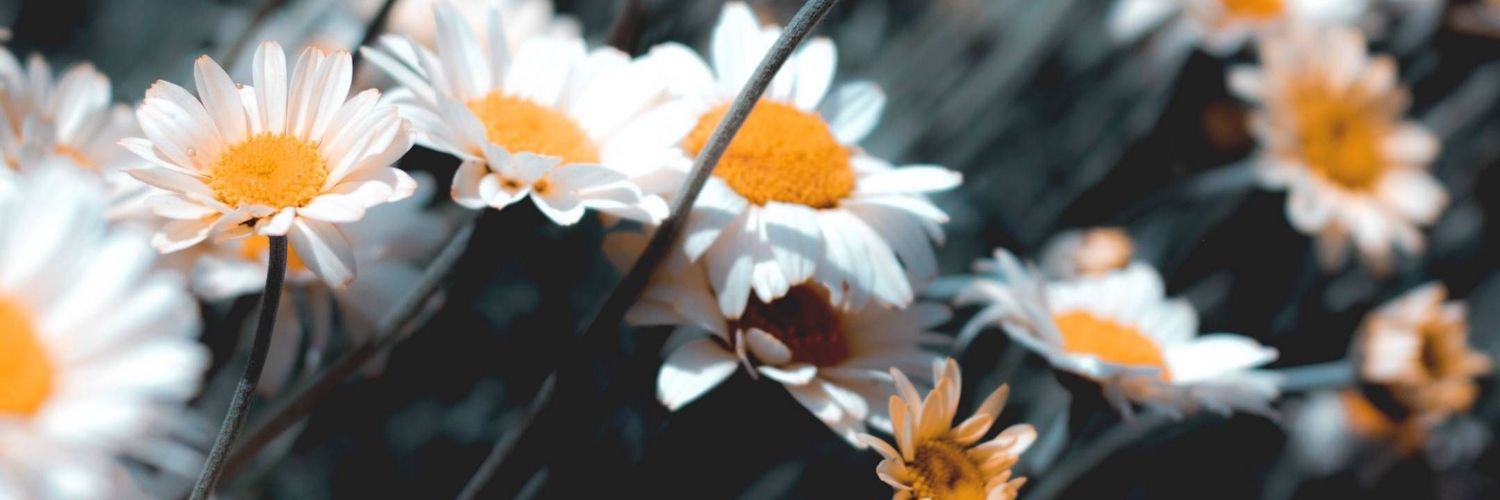 Meygonzalez_'s profile banner image