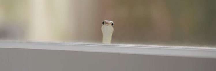 Chloe Capuano banner
