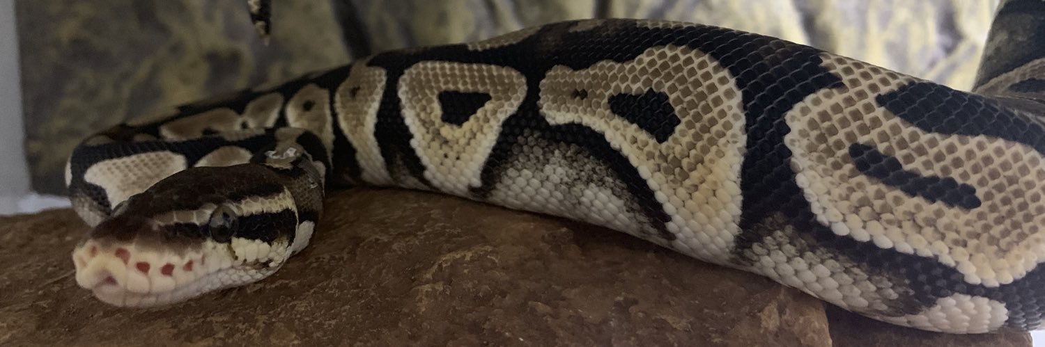 rei_snake's profile banner image