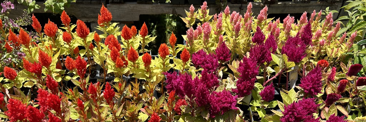 LBWildflower's profile banner image