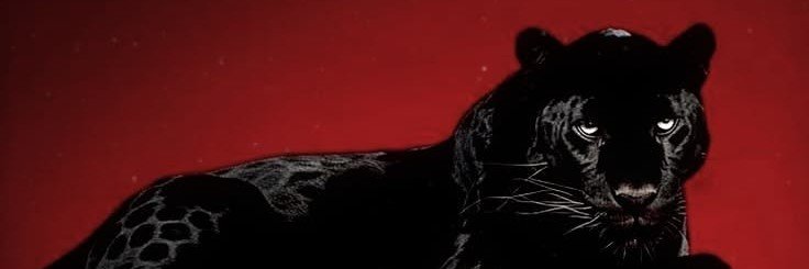 StaffYao's profile banner image