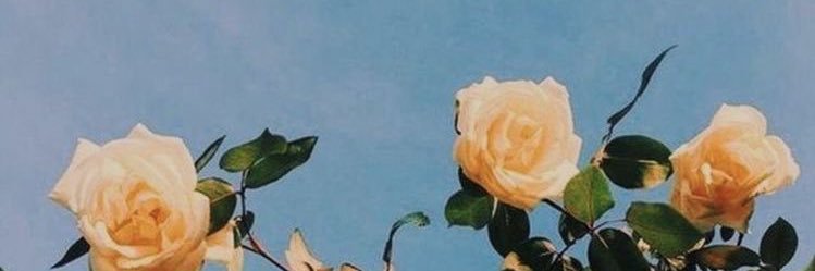 McKenzie Frugé banner