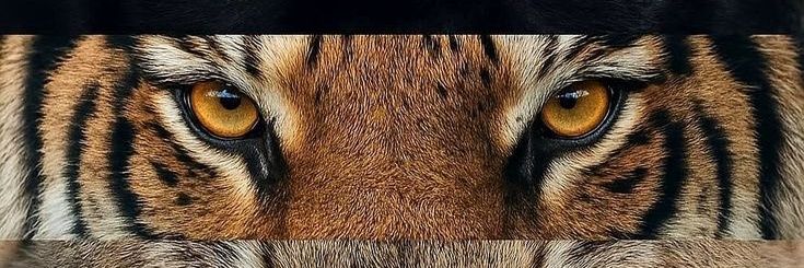 eusaramoraes's profile banner image