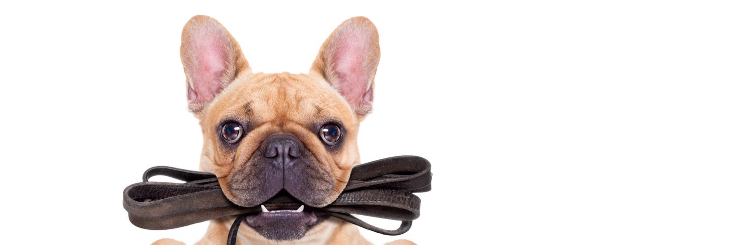 lndnpetsitting's profile banner image
