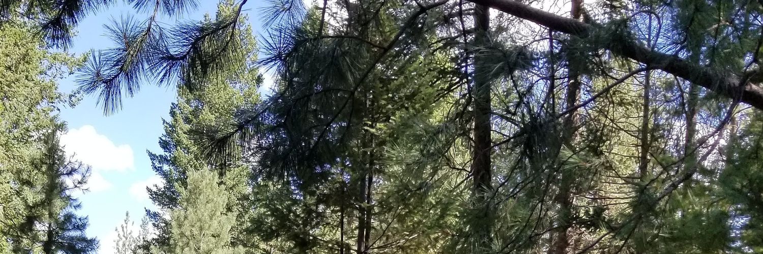 ainigriVmAI's profile banner image