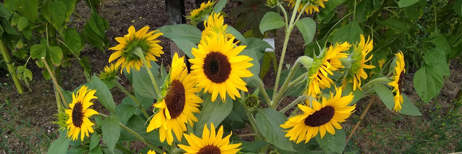 Gira-sol groc 🌻 banner