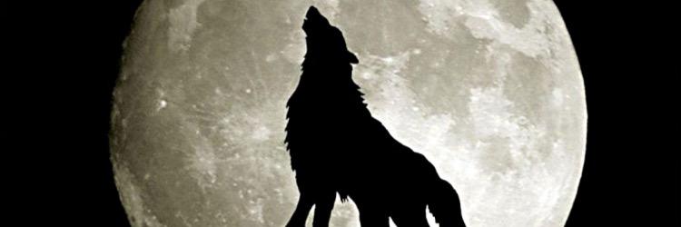 MrShkel's profile banner image