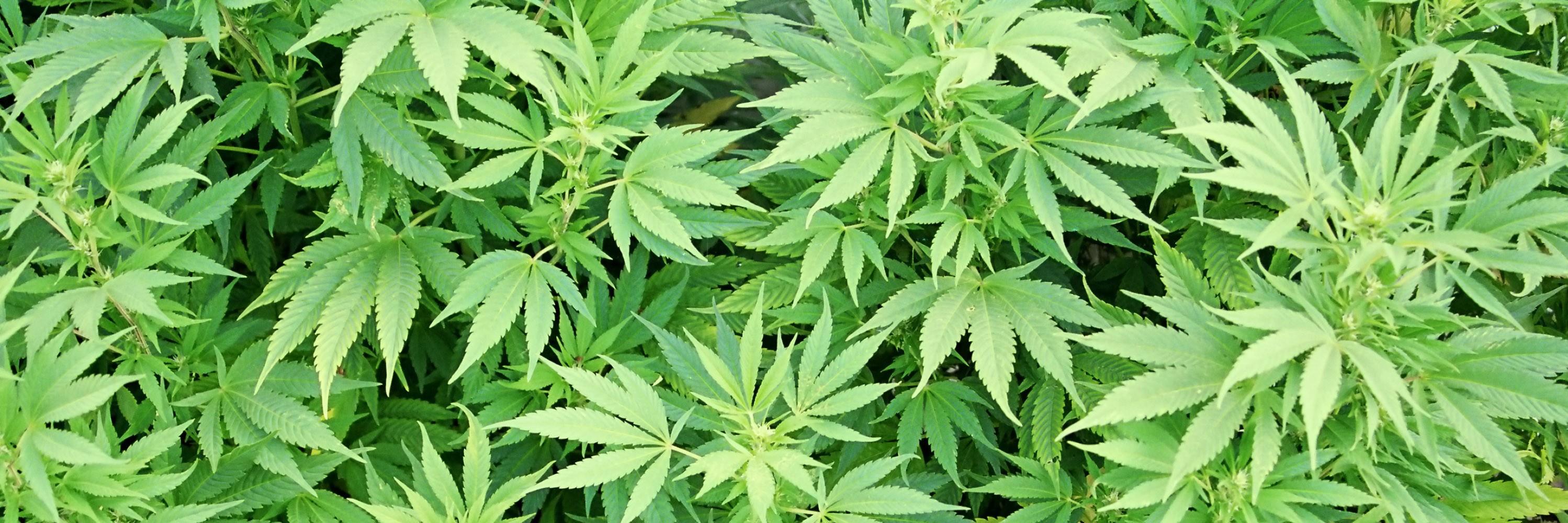 CannaPicz's profile banner image
