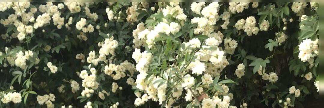 𝑱𝒊𝒂 𝑱𝒊𝒂 banner