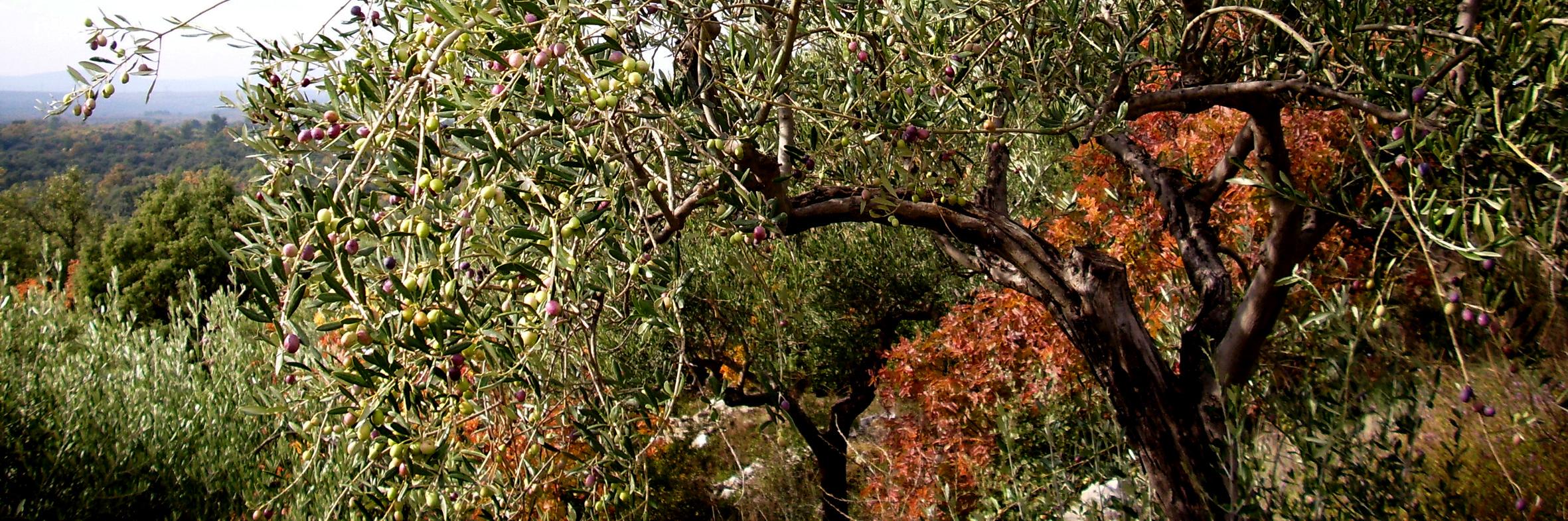 Briqueloup's profile banner image